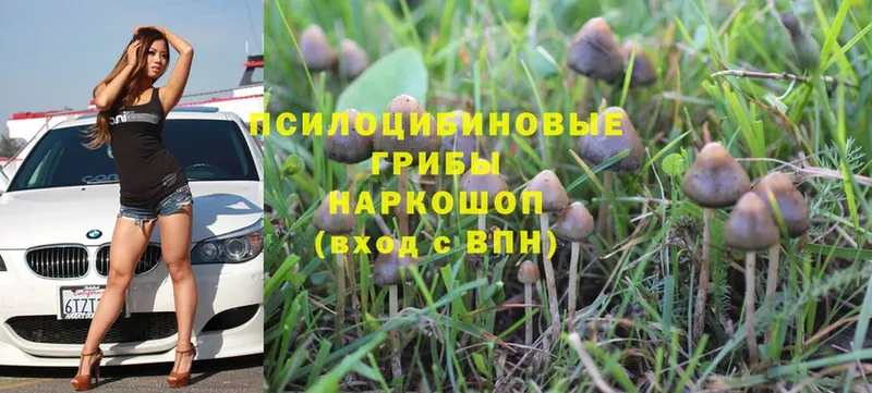 Псилоцибиновые грибы Psilocybine cubensis  Новомичуринск 